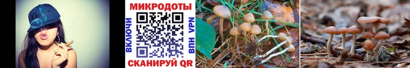 Псилоцибиновые грибы Cubensis  Сим 